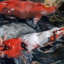 Koi, fish, pond, Center Point, PA